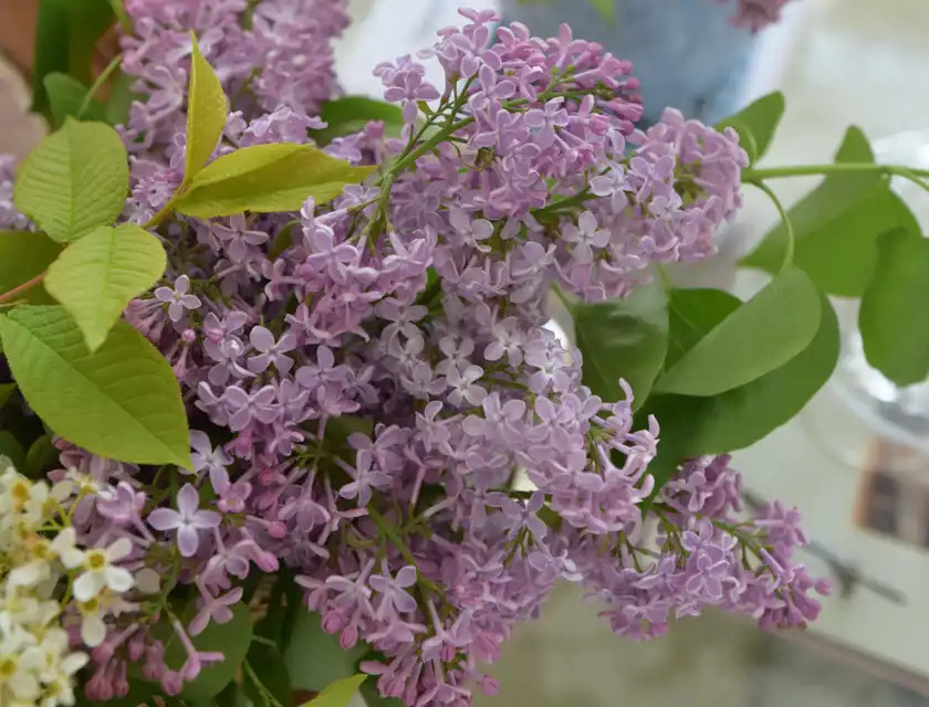 Närbild på en bukett med ljuslila syrener och gröna blad. Blommorna är i fokus och bakgrunden är suddig.